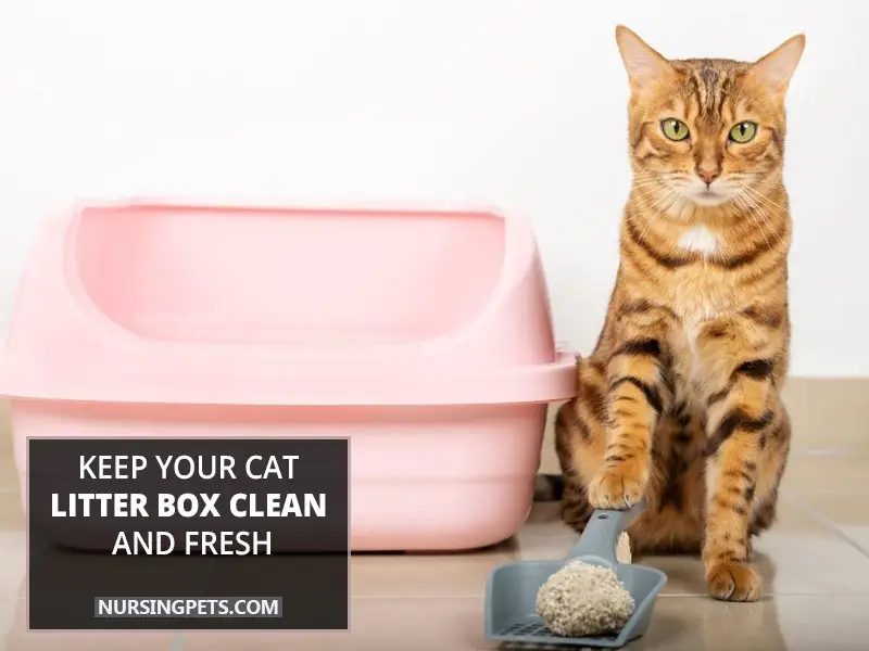 Keep your cat litter box clean and fresh