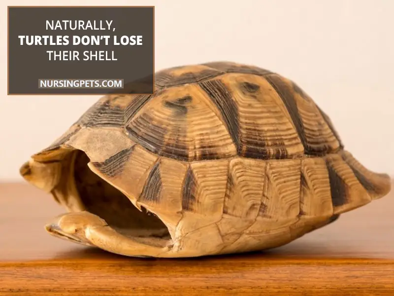 Naturally, turtles don’t lose their shell