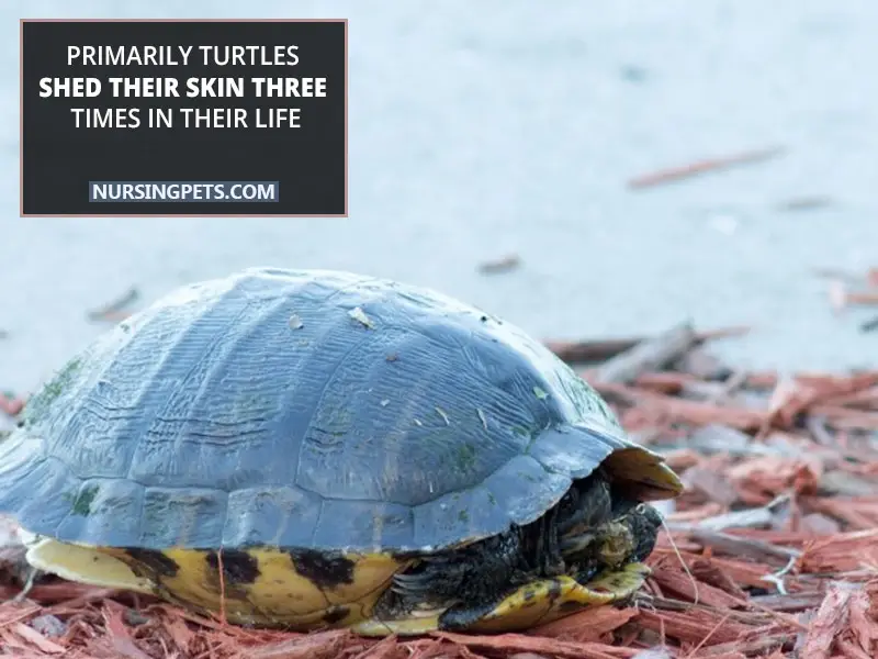 Primarily turtles shed their skin three times in their life