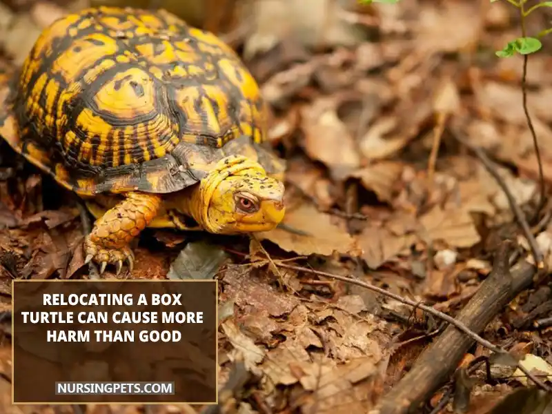 Relocating a Box turtle can cause more harm than good