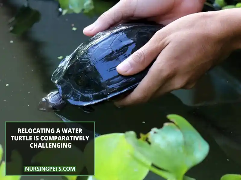 Relocating a water turtle is comparatively challenging