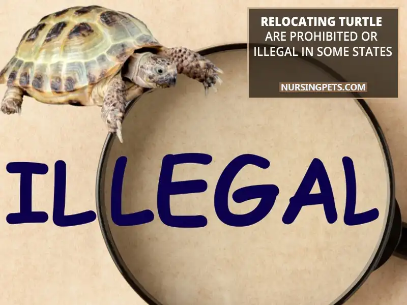 Relocating turtle are prohibited or illegal in some states