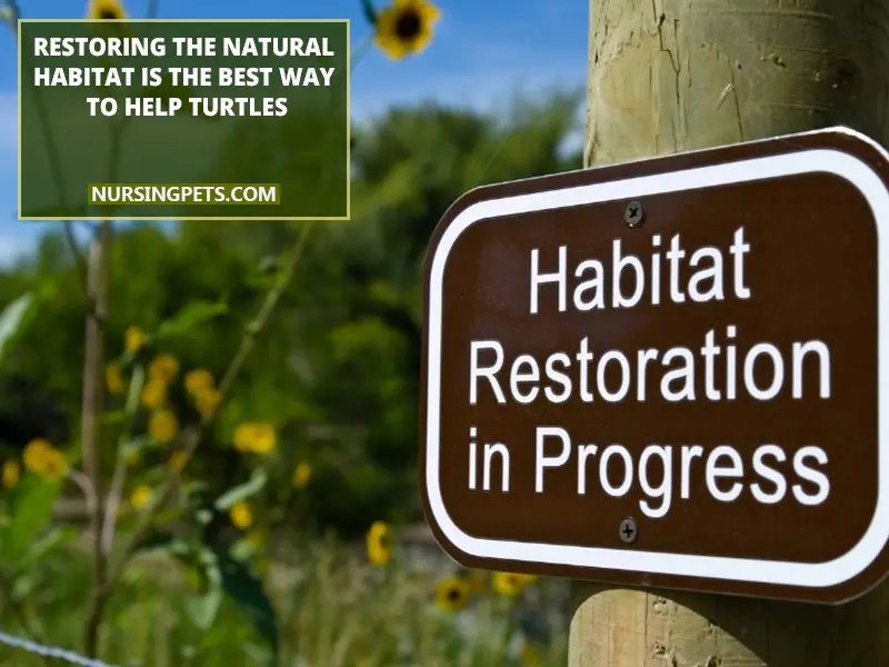 Restoring the natural habitat is the best way to help turtles