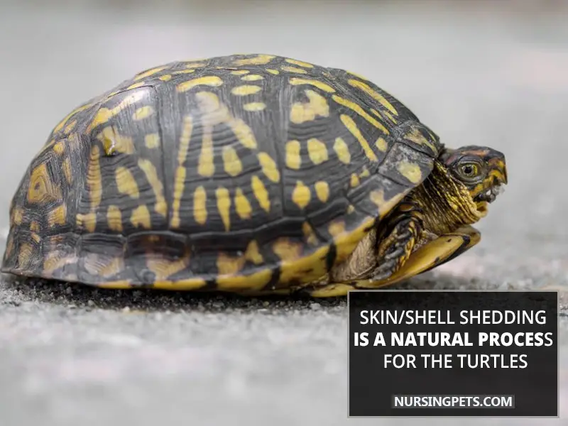 Skin/shell shedding is a natural process for the turtles