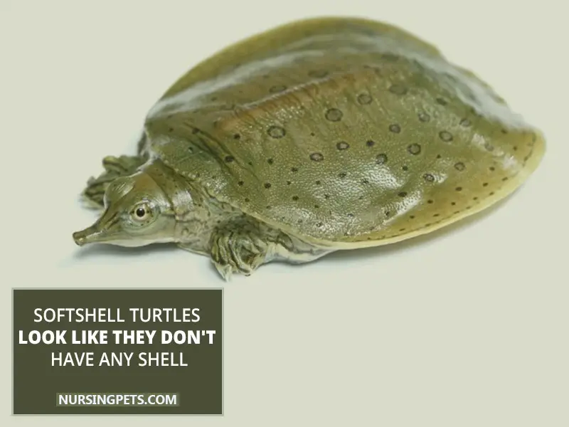 Softshell turtles look like they don't have any shell