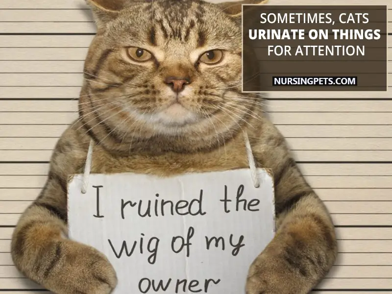 Sometimes, cats urinate on things for attention