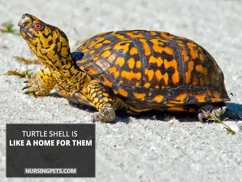 Turtle shell is like a home for them