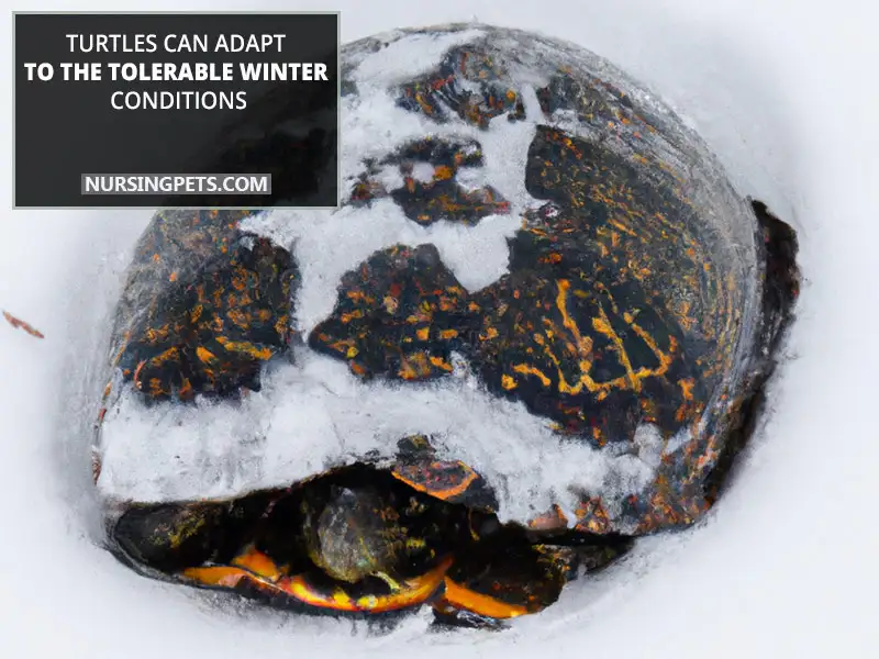Can Turtles Survive In Cold Weather Nursing Pets