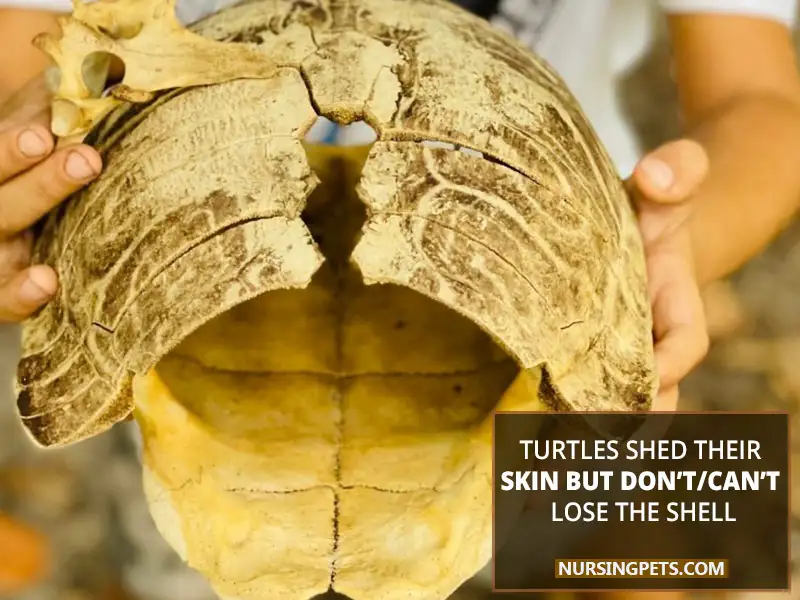 Turtles shed their skin but don’t/can’t lose the shell