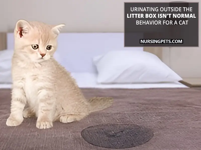 Urinating outside the litter box isn't normal behavior for a cat