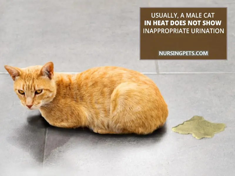 Usually, a male cat in heat does not show inappropriate urination