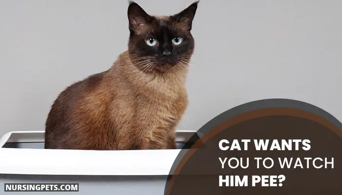 Why Do Cats Watch You Pee