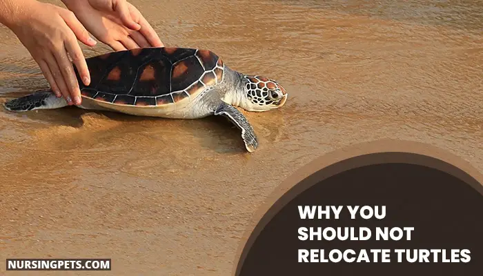 Why You Should Not Relocate Turtles