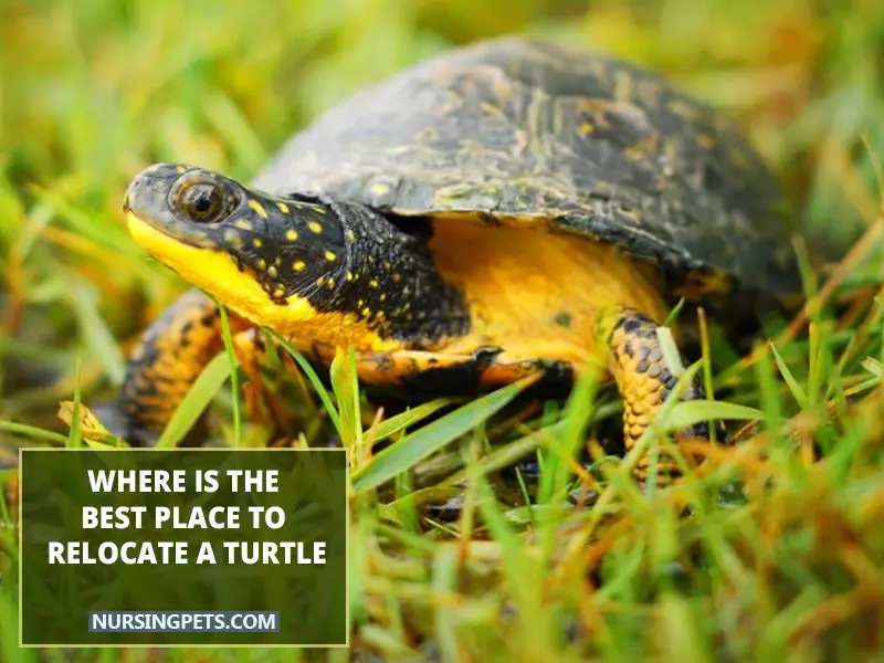 Where is the best place to relocate a turtle