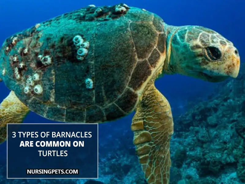 3 types of barnacles are common on turtles