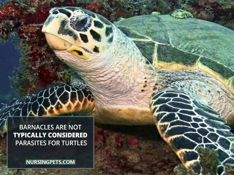 Barnacles are not typically considered parasites for turtles