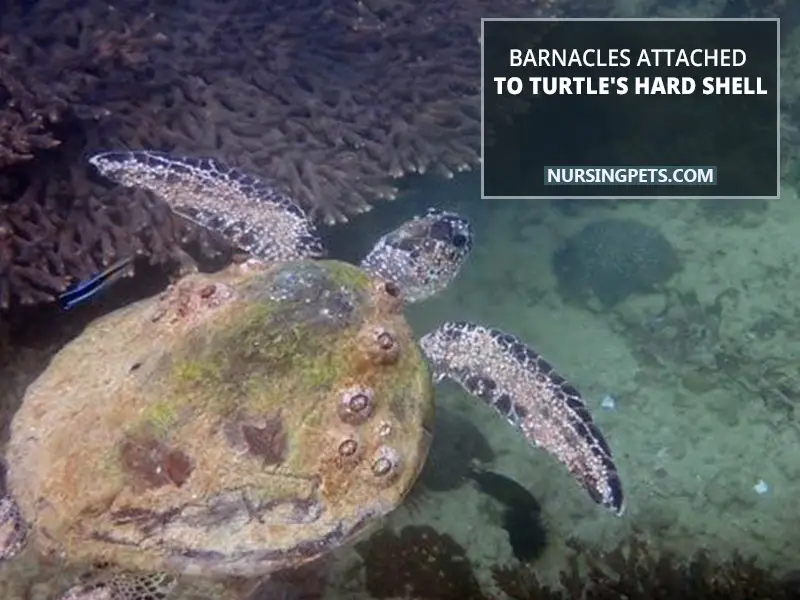 Barnacles attached to turtle's hard shell