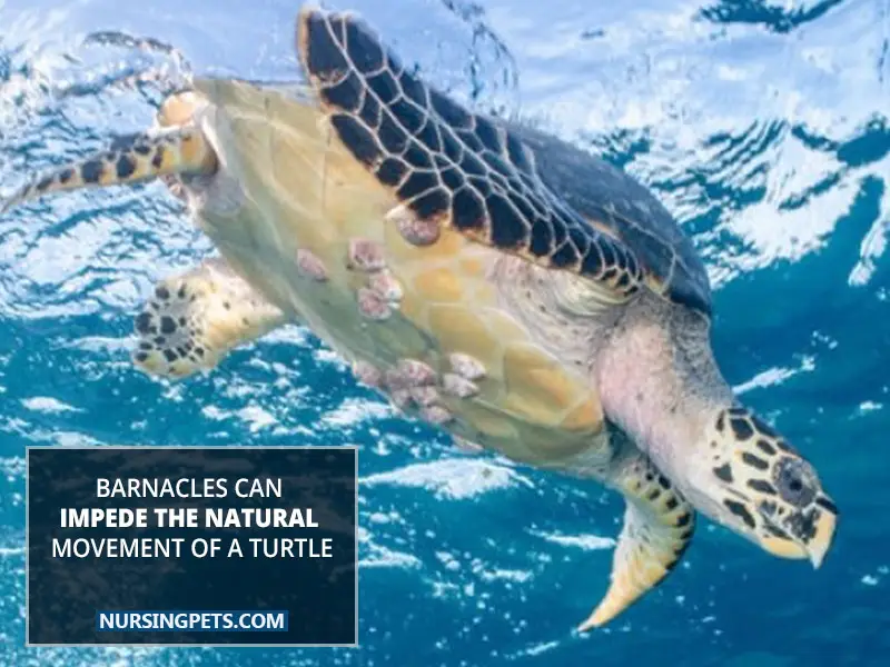 Barnacles can impede the natural movement of a turtle