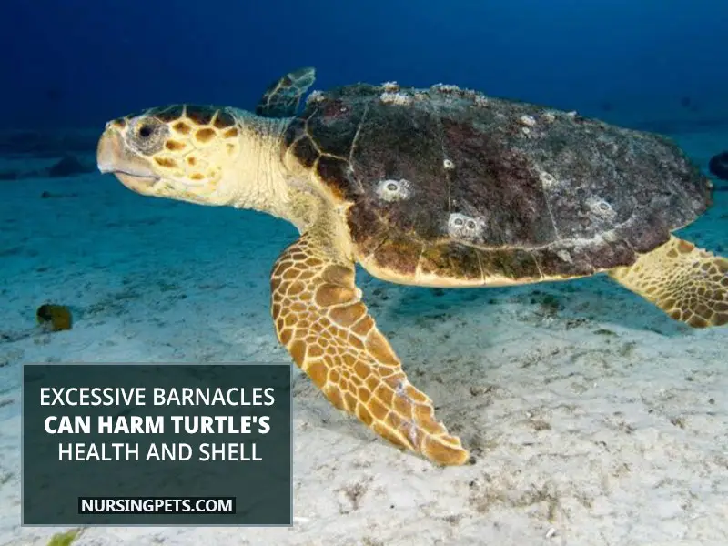 Excessive barnacles can harm turtle's health and shell