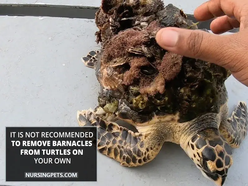 It is not recommended to remove barnacles from turtles on your own