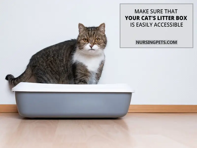 Make sure that your cat's litter box is easily accessible