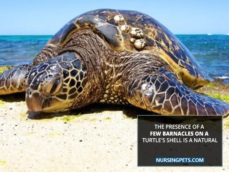 The presence of a few barnacles on a turtle's shell is a natural