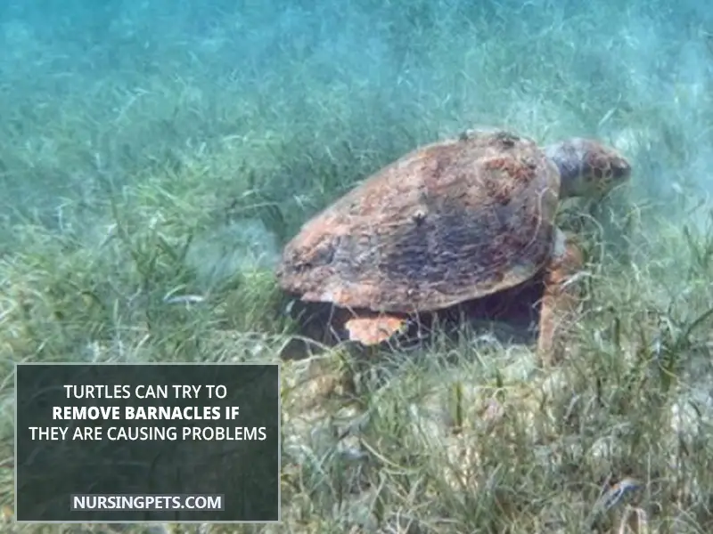 Turtles can try to remove barnacles if they are causing problems