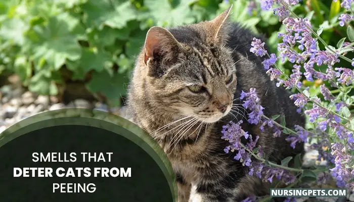 Smells that Deter Cats From Peeing