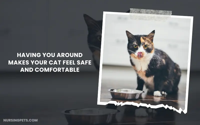 Having you around makes your cat feel safe and comfortable