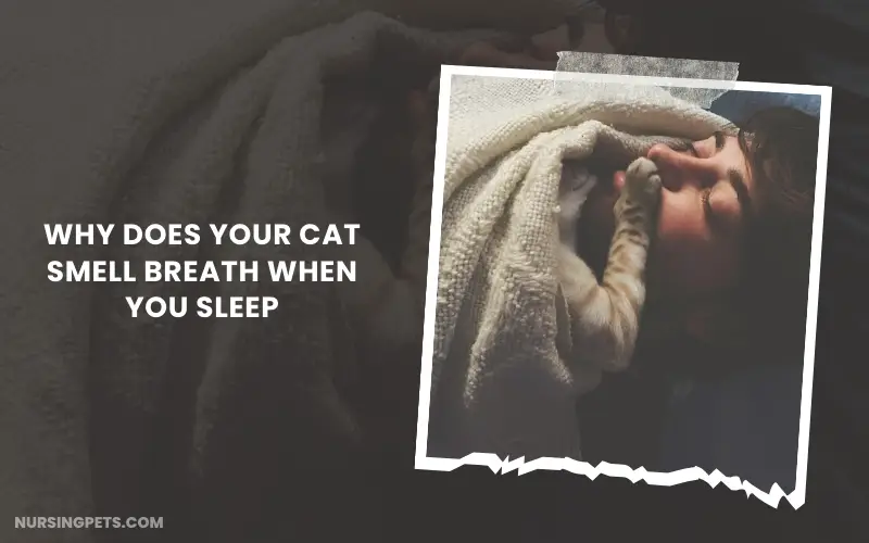 Why does your cat smell breath when you sleep