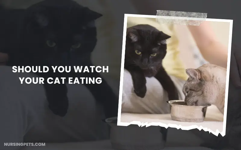 Should you watch your cat eating