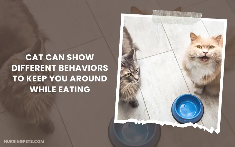 Cat can show different behaviors to keep you around while eating