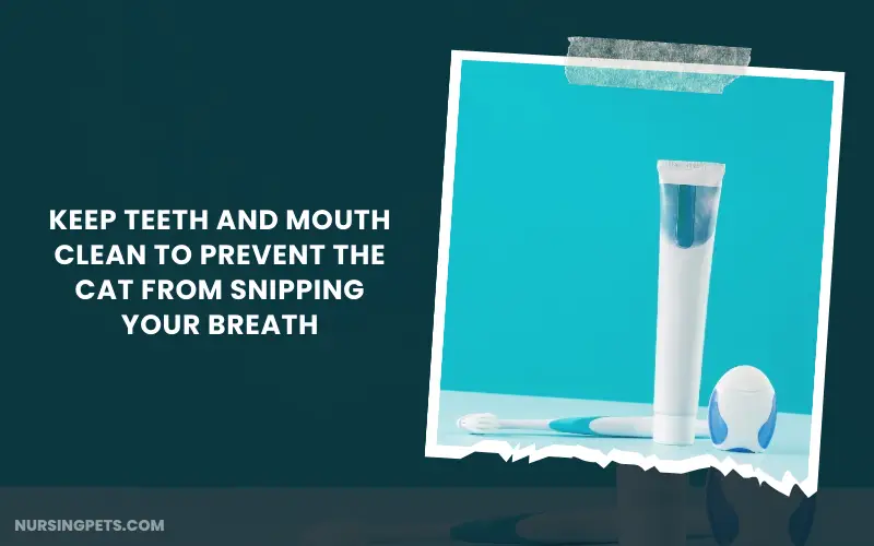 Keep teeth and mouth clean to prevent the cat from snipping your breath