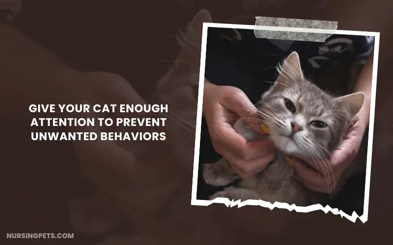 Give your cat enough attention to prevent unwanted behaviors