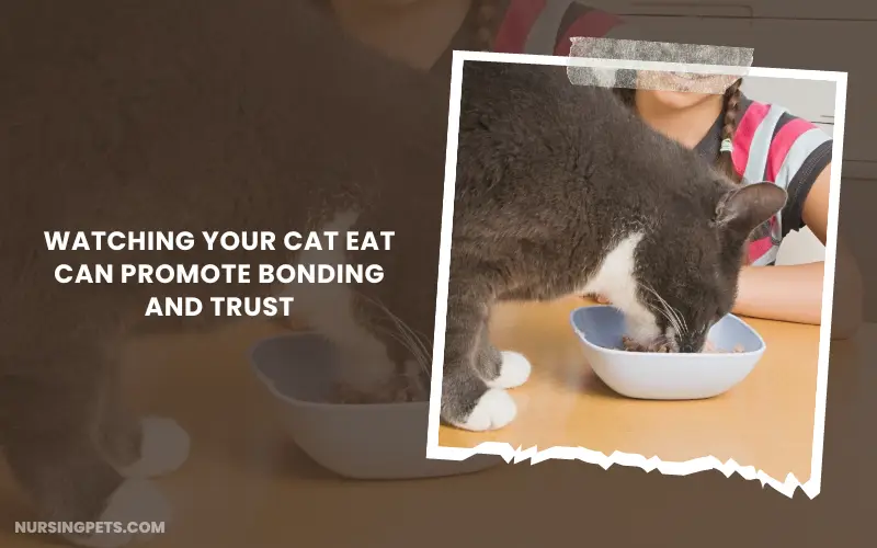 Watching your cat eat can promote bonding and trust