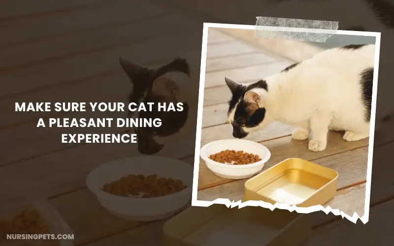 Make sure your cat has a pleasant dining experience