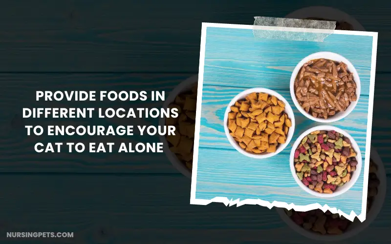 Provide foods in different locations to encourage your cat to eat alone