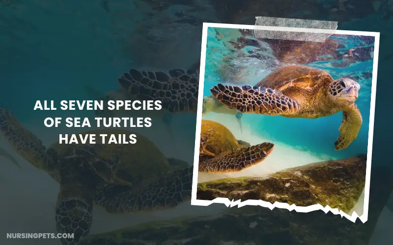 All Seven Species of Sea Turtles Have Tails