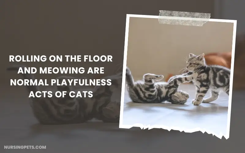 Rolling on the floor and meowing are normal playfulness acts of cats