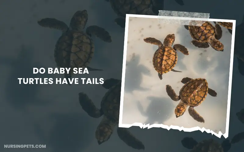 Do Baby Sea Turtles Have Tails