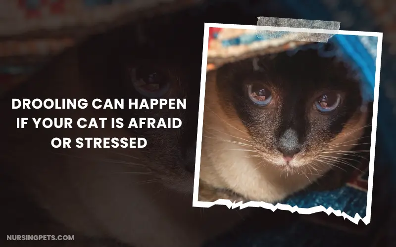 Drooling can happen if your cat is afraid or stressed