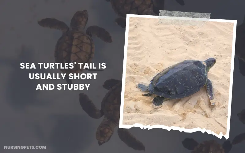 Sea Turtles' Tail is Usually Short and Stubby