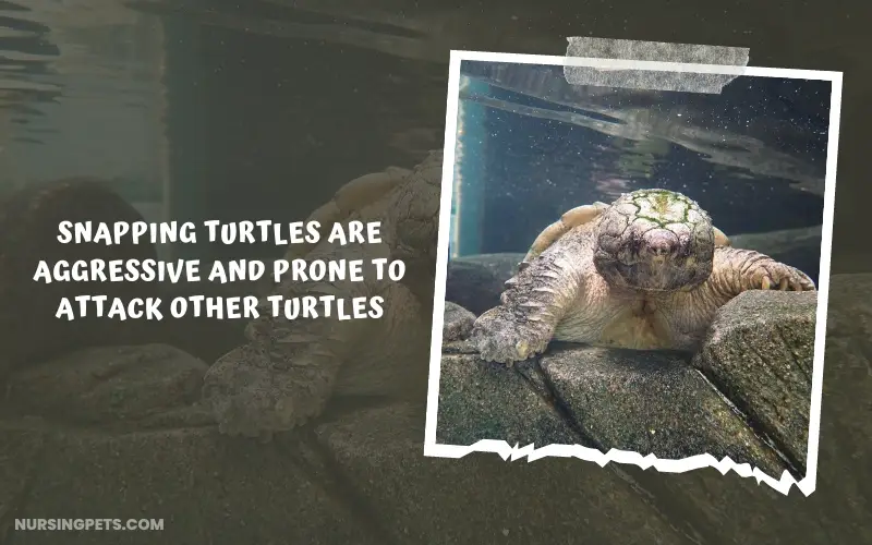 Snapping turtles are aggressive and prone to attack other turtles