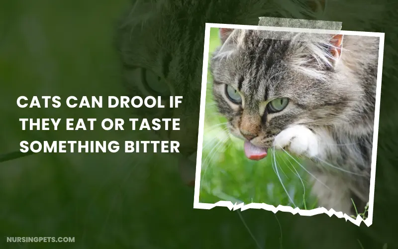 Cats can drool if they eat or taste something bitter