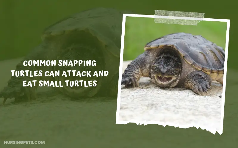 Common snapping turtles can attack and eat small turtles