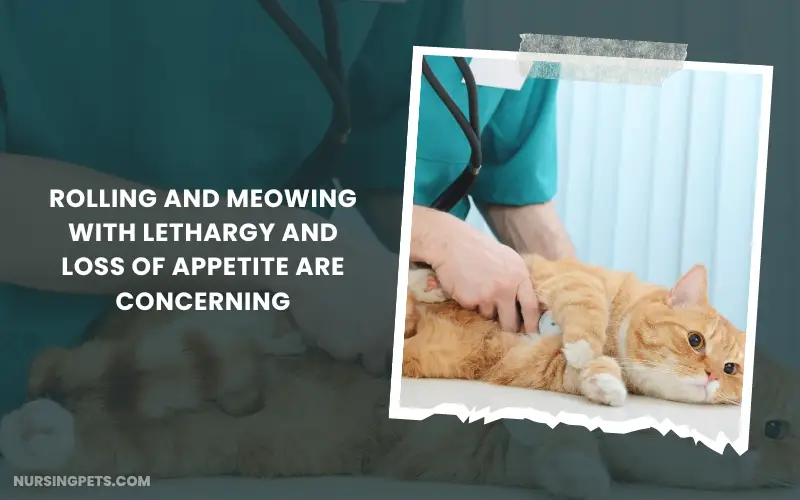 Rolling and meowing with lethargy and loss of appetite are concerning