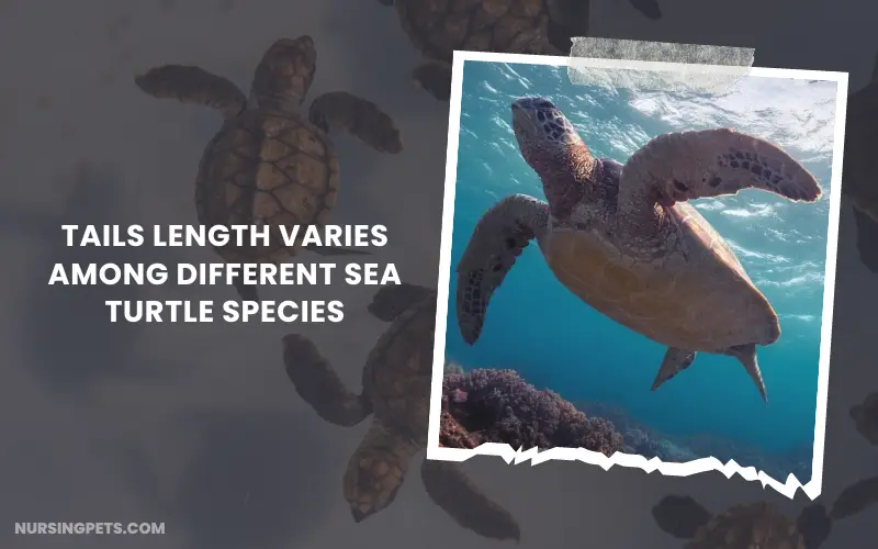 Tails Length varies among different sea turtle species