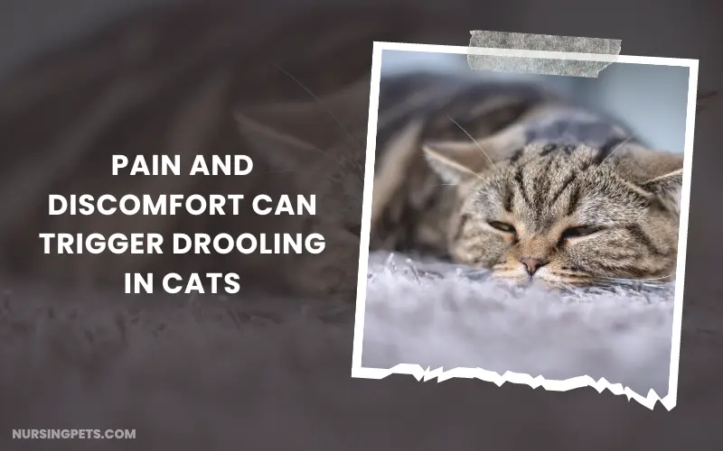 Pain and discomfort can trigger drooling in cats