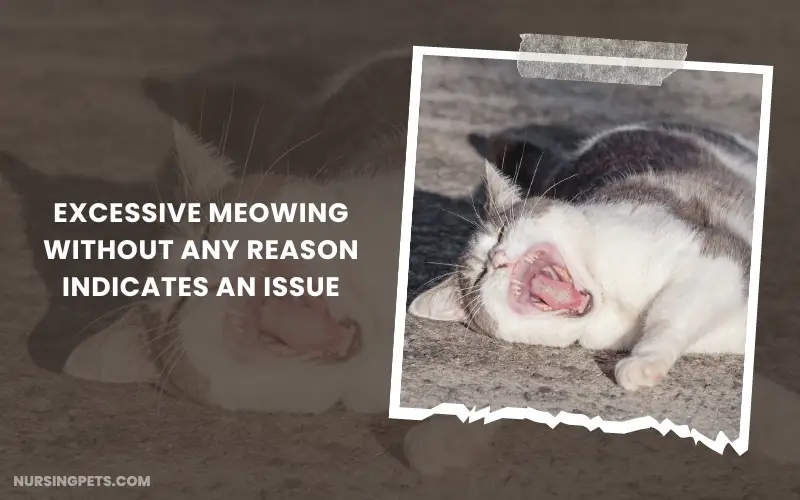 Excessive meowing without any reason indicates an issue