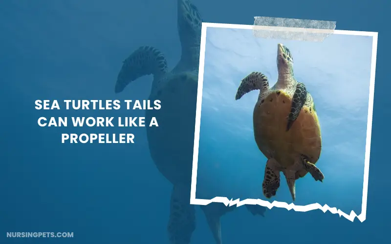 Sea Turtles Tails Can Work Like a Propeller